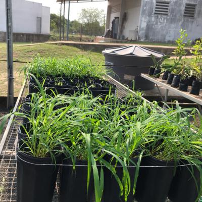 A importância e utilização da Estatistica Experimental nas Ciências Agrárias