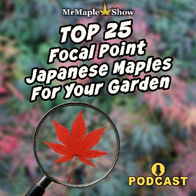 Top 25 Focal Point Japanese Maples For Your Garden | MrMaple Show Podcast