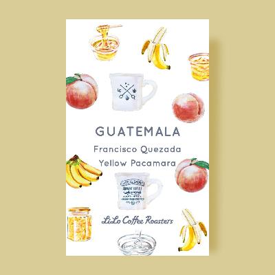 Guatemala Francisco Quezada Yellow Pacamara / グアテマラ フランシスコ ケサダ イエローパカマラ