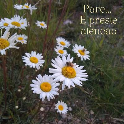 Ep. 145-S. 07- Pare... e preste atenção Ep. 145-S. 07- Pare... e preste atenção