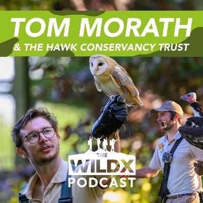 Episode 41 - TOM MORATH - & The Hawk Conservancy Trust Episode 41 - TOM MORATH - & The Hawk Conservancy Trust