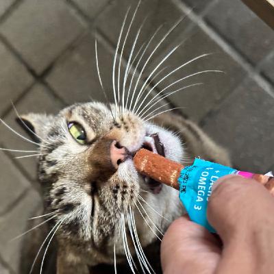 EP124：我中風了｜社區裡的人情冷暖和那隻"現實"的貓