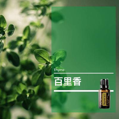 第五十五课：百里香