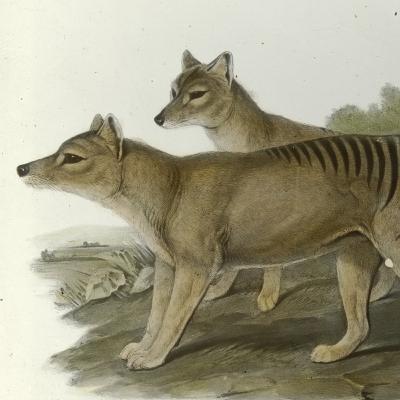 Real Life Jurassic Park Real Life Jurassic Park