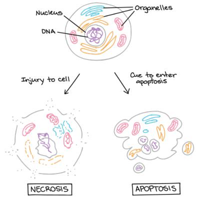 Apoptose e necrose