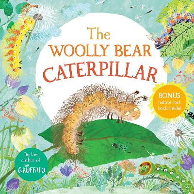 🐛 The Woolly Bear Catepillar 🐛