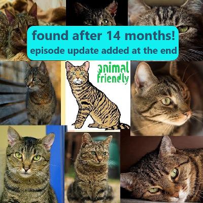 15. Looking for a Lost Cat