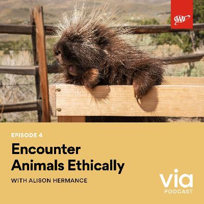 Encounter Animals Ethically with Alison Hermance