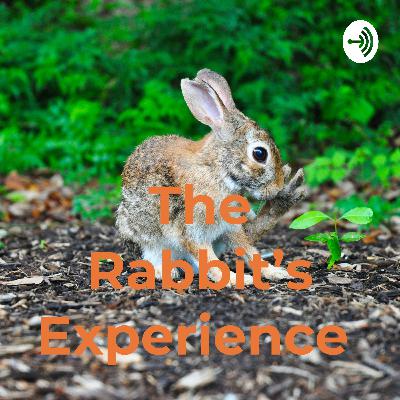 The Rabbit's Experience  (Trailer)