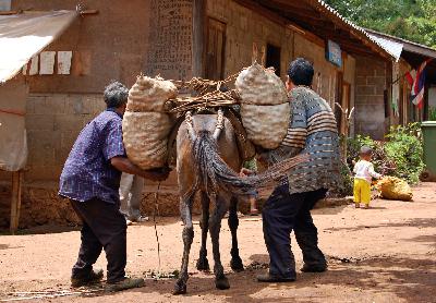 Podcast:  Leaders Aren't Packhorses.