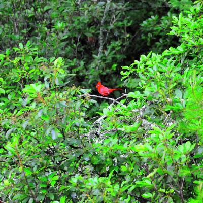 El nuevo nacimiento: Su parte