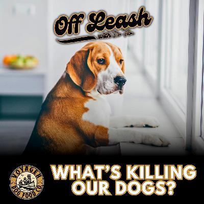 What’s Killing Our Dogs?