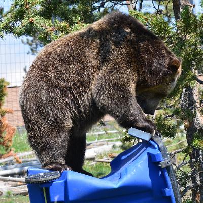 Keep it Wild - Grizzly and Wolf Discovery Center, and Keeping Wild Bears, Wild Keep it Wild - Grizzly and Wolf Discovery Center, and Keeping Wild Bears, Wild