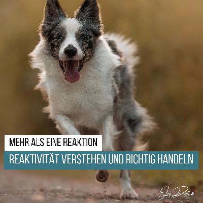Reaktivität beim Hund verstehen und richtig handeln