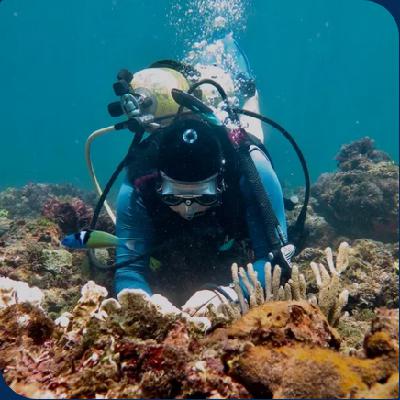 Krista Shoe Krista Shoe