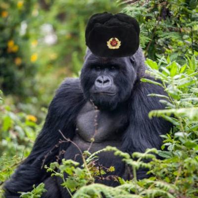 Hear the Gorilla Out: Ishmael, ft. Jen Big Nasty