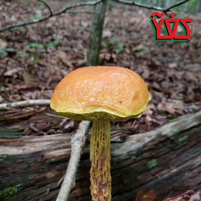 Bioextraction/Phytostabilization – Helping Nature Do Her Thing Part 2