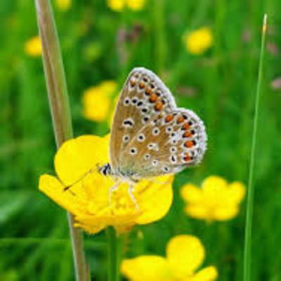 Butterfly and butter idioms, and suck it up buttercup! -- Butterflies in your stomach; social butterfly; the butterfly effect; suck it up buttercup; butter wouldn't melt in one's mouth;