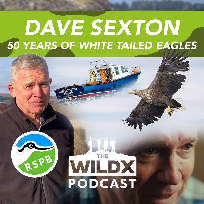 Episode 37 - DAVE SEXTON - 50 Years of the White-Tailed Eagle!