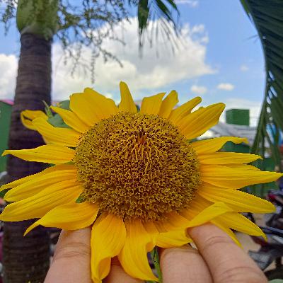 Kelebihan dan kekurangan metode faculty phsycology dan field psychology