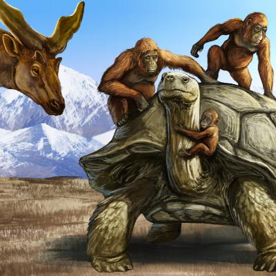 Strange Extinct Animals Found In The Himalayas