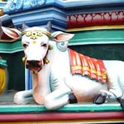 La consulta y las vacas sagradas