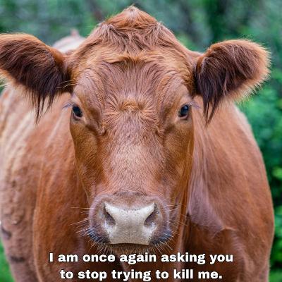 Where’s the beef? Not in a red heifer…