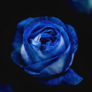 फिर किसी रोज़ फिर किसी रोज़