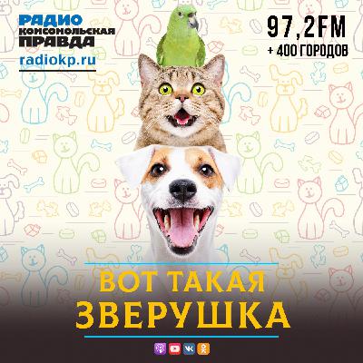 Пес Про Новый Год