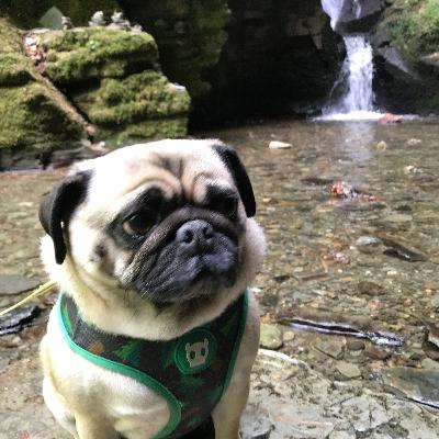 Mr. Puggles