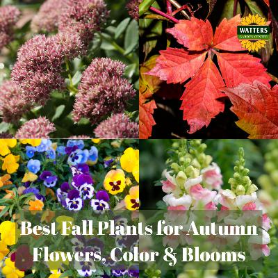 🍁 Best Fall Plants for Autumn Flowers, Color and Blooms