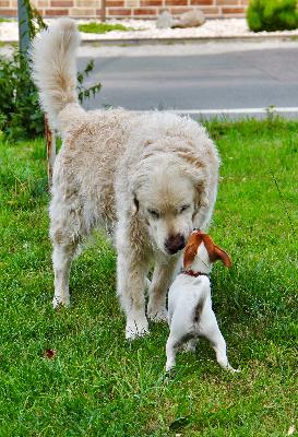 #26 - Konflikte, in die uns unser Hund bringt - Interview mit Mediatorin Christine Beckmann