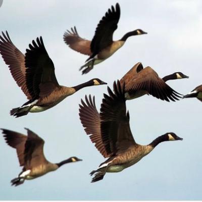 Wild Geese by: Mary Oliver