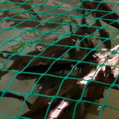 Tynde torsk udfordrer forskere og fiskere Tynde torsk udfordrer forskere og fiskere