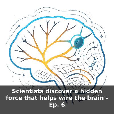 Brain Wiring Secrets — Hidden Mechanical Forces Shaping Circuits