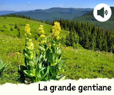La grande gentiane La grande gentiane