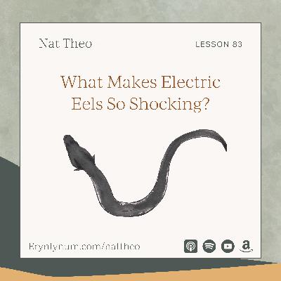 What Makes Electric Eels So Shocking? Lesson 83