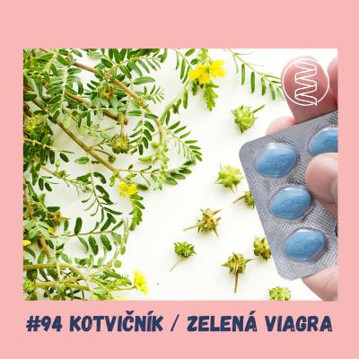 #94 KOTVIČNÍK , TRIBULUS / zelená viagra, kyselina močová, močové kameny, draslík, erekce, ejakulace, viagra, pohyblivost spermií, diabetes, deprese, úzkosti, zánět