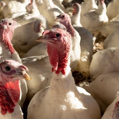 Bird flu outbreak confirmed at turkey farm in Monaghan