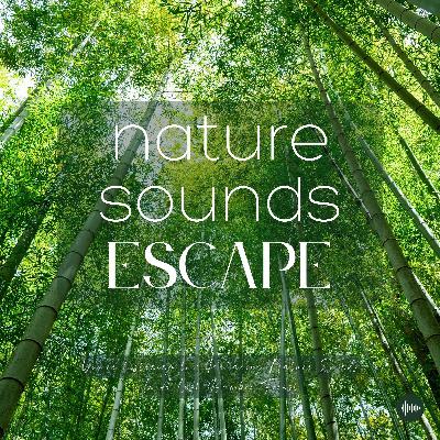 A Peaceful Bamboo Forest Soundscape | Relaxing Nature Sounds For Sleep, Meditation, Relaxation, Studying Or Focus | Sleep Music, Sleep Sounds, Study Music, Zen, Sleep Fast, White Noise, Rainfall, Lluvia, Música Relajante Para Dormir, Sonidos Naturales