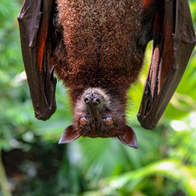 Curious Minds, Ep. 8: Di Clark (Consultant: Koru Ecology Associates)