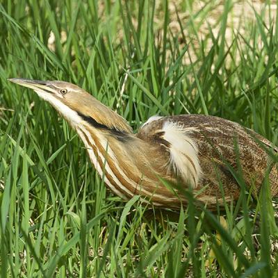 American Bittern: Thunder-Pumper American Bittern: Thunder-Pumper