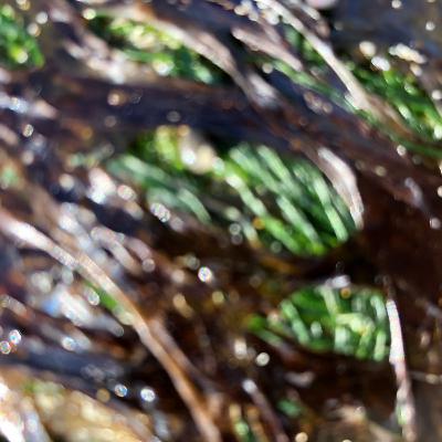 The Institute of Spectra-Sonic Sound 6.20.20