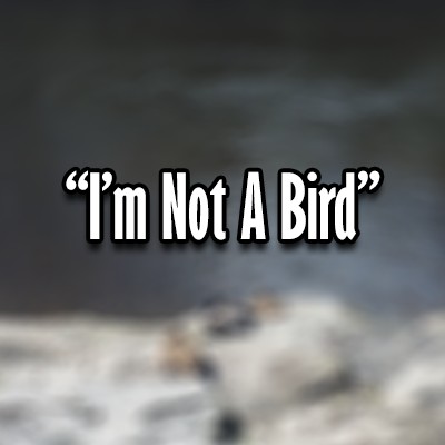 I'm Not A Bird - Ep.1 - Within Walking Distance I'm Not A Bird - Ep.1 - Within Walking Distance