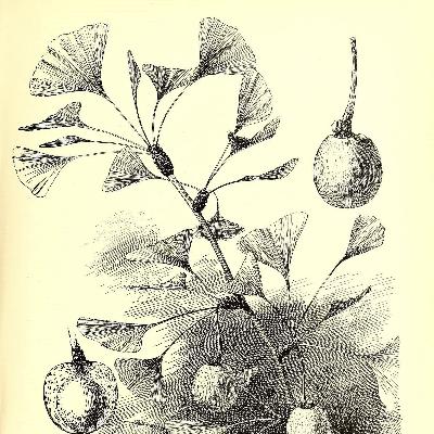 episode 131: Ginkgo biloba and Annual Fleabane