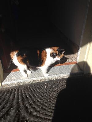 Controversial kitty bylaw ratified