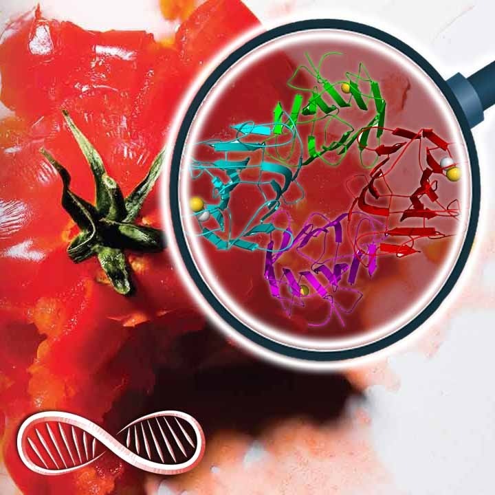 You're Being Royally F*cked by Lectins! 🍅 Diet Hacker Book Review "The Plant Paradox"