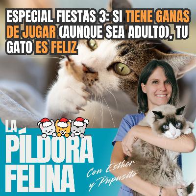 578. Especial fiestas 3: Si TIENE GANAS DE JUGAR (aunque sea adulto), tu gato ES FELIZ