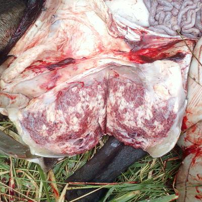 Episódio 66. Mastite das cabras e ovelhas. Episódio 66. Mastite das cabras e ovelhas.