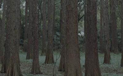 【荐诗】殉道 NJ梓薇 【荐诗】殉道 NJ梓薇